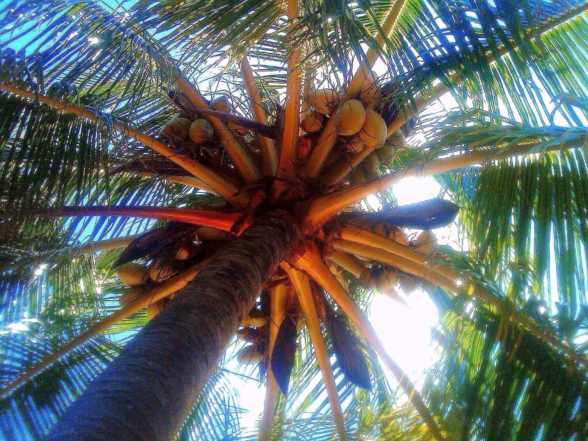 Blue Horizon Boutique Resort (Adults Only) Vieques Exterior foto